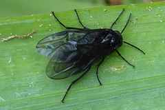 Rhadinoceraea micans