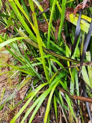 Anigozanthos flavidus