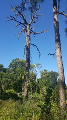 Tillandsia usneoides