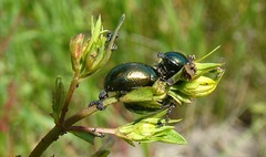 Chrysolina hyperici