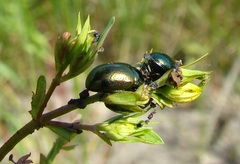 Chrysolina hyperici