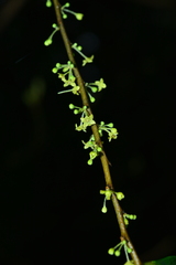 Glochidion acuminatum
