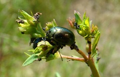 Chrysolina hyperici