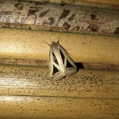 Chalciope pusilla