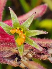 Anigozanthos flavidus