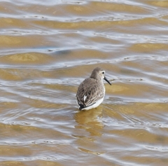 Calidris alpina