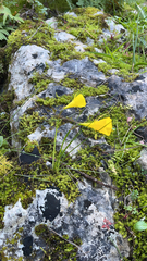 Narcissus bulbocodium