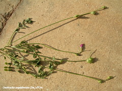 Onobrychis aequidentata