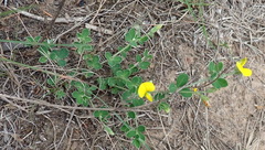 Argyrolobium tomentosum