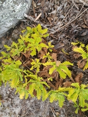 Osmitopsis dentata