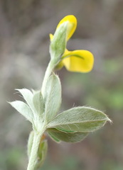 Argyrolobium tomentosum