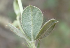 Argyrolobium tomentosum