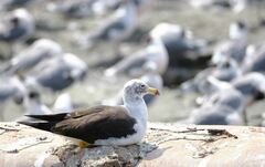 Larus belcheri