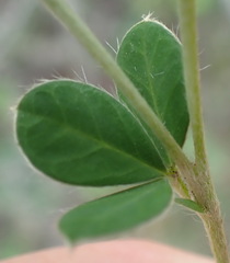 Argyrolobium tomentosum