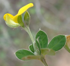 Argyrolobium tomentosum