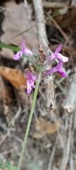 Betonica officinalis