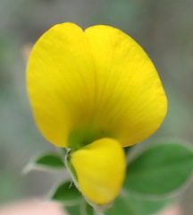 Argyrolobium tomentosum