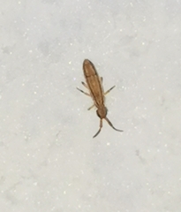 Orchesella flavescens