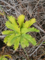 Osmitopsis dentata