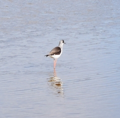Himantopus himantopus