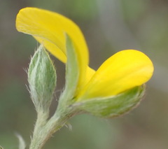 Argyrolobium tomentosum