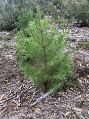 Pinus clausa