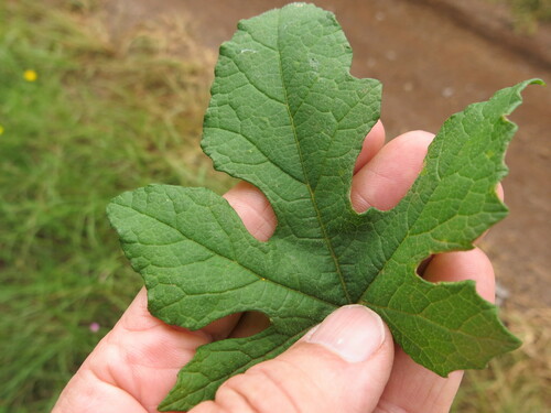 Image of Coccinia adoensis by no rights reserved