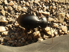 Carabus