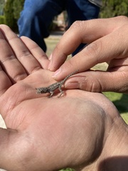 Urosaurus bicarinatus