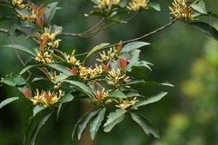 Aidia cochinchinensis