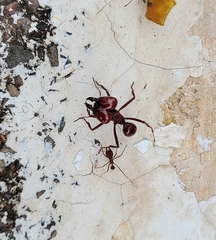 Atta laevigata