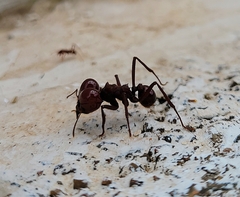 Atta laevigata