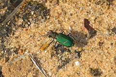 Cicindela purpurea