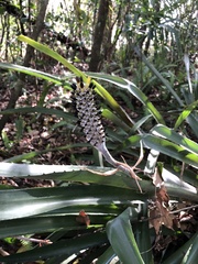 Bromelioideae
