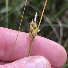 Carex oligosperma