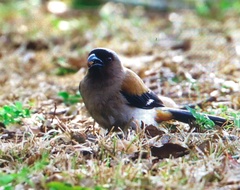 Dendrocitta formosae formosae