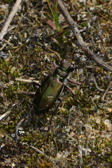 Cicindela purpurea