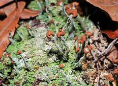 Cladonia peziziformis