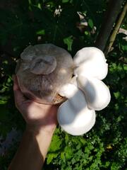 Pleurotus ostreatus