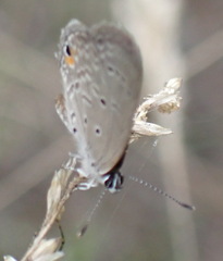 Eicochrysops messapus