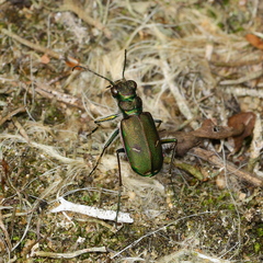 Cicindela purpurea