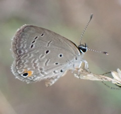 Eicochrysops messapus