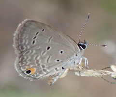 Eicochrysops messapus