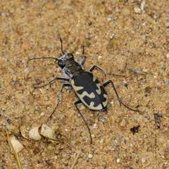 Cicindela formosa