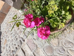 Glandularia peruviana