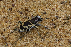Cicindela formosa
