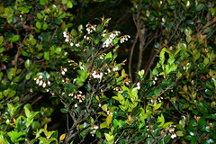 Vaccinium bracteatum wrightii