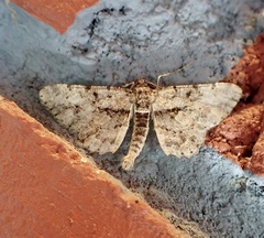 Psilalcis breta breta