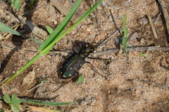 Cicindela limbalis