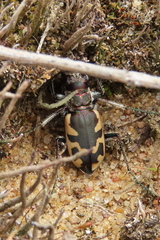 Cicindela formosa
